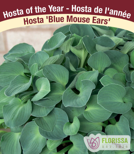 Hosta - Blue Mouse Ears, 1 Pack