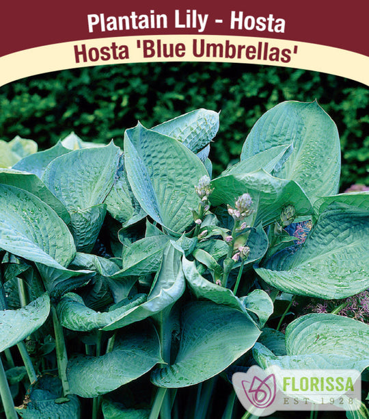 Hosta - Blue Umbrellas, 1 Pack