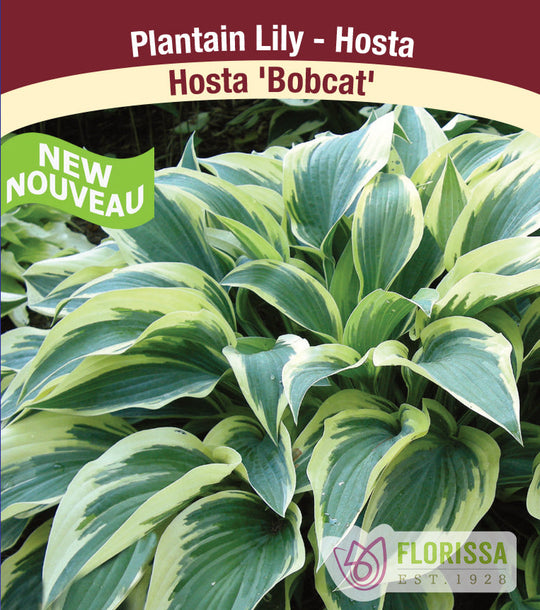 Hosta - Bobcat, 1 Pack