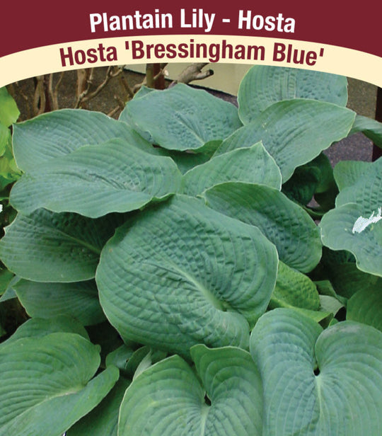 Hosta - Bressingham Blue, 1 Pack
