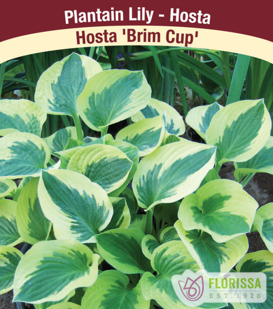 Hosta - Brim Cup, 1 Pack
