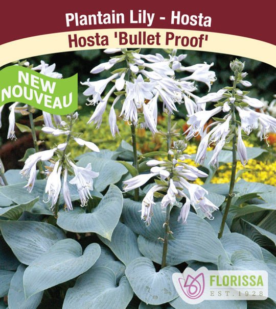 Hosta - Bullet Proof, 1 Pack