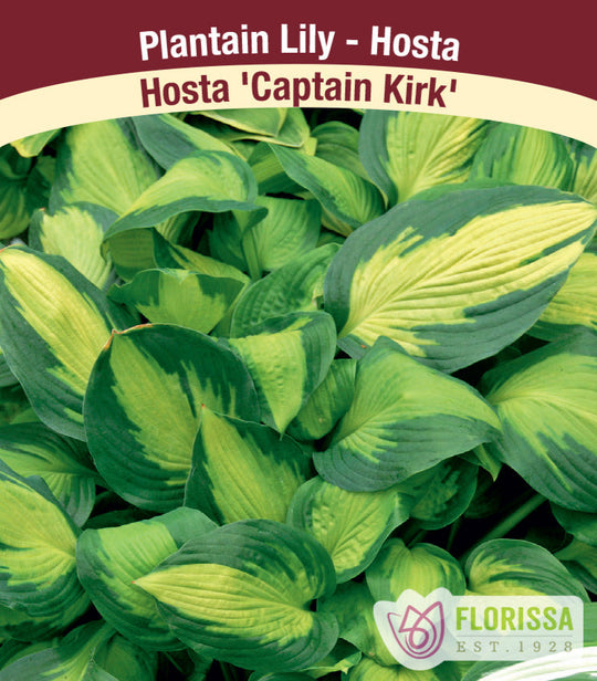 Hosta - Captain Kirk, 1 Pack