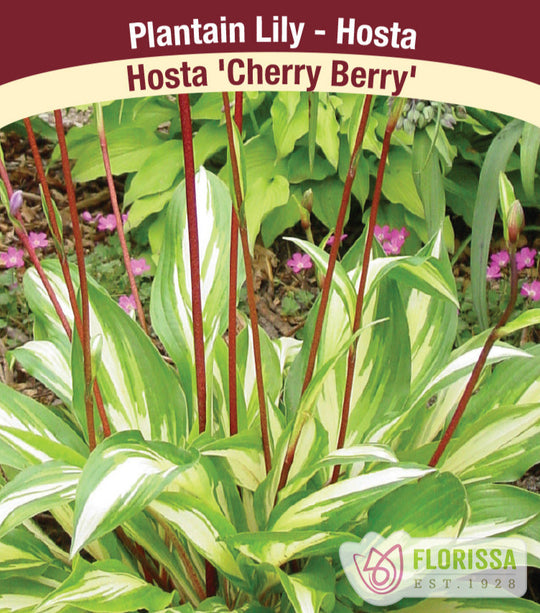 Hosta - Cherry Berry, 1 Pack