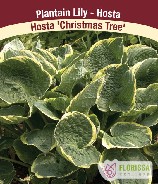 Hosta - Christmas Tree, 1 Pack