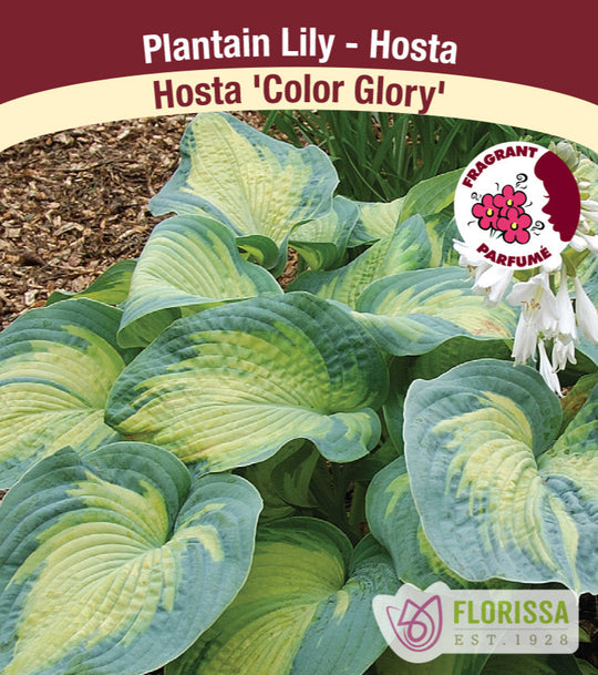 Hosta - Colour Glory, 1 Pack