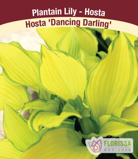 Hosta - Dancing Darling, 1 Pack