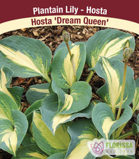 Hosta - Dream Queen, 1 Pack