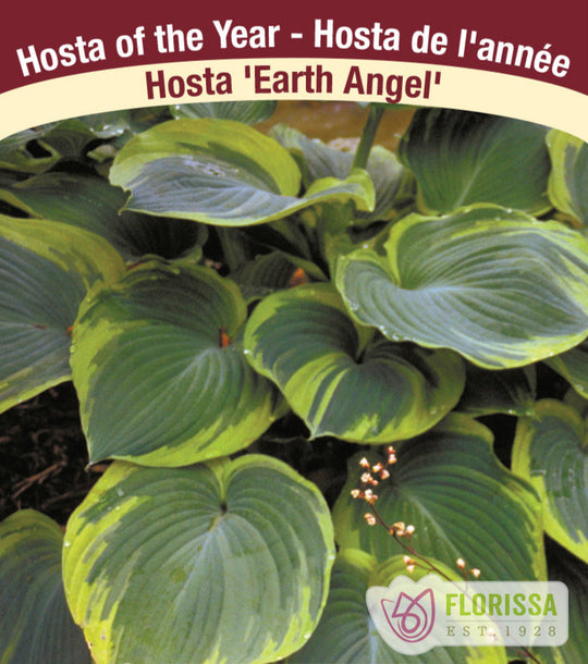 Hosta - Earth Angel, 1 Pack