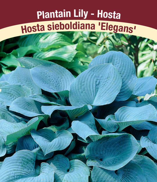 Hosta - Elegans, 1 Pack