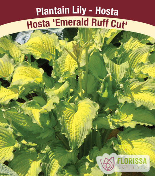 Hosta - Emerald Ruff Cut, 1 Pack