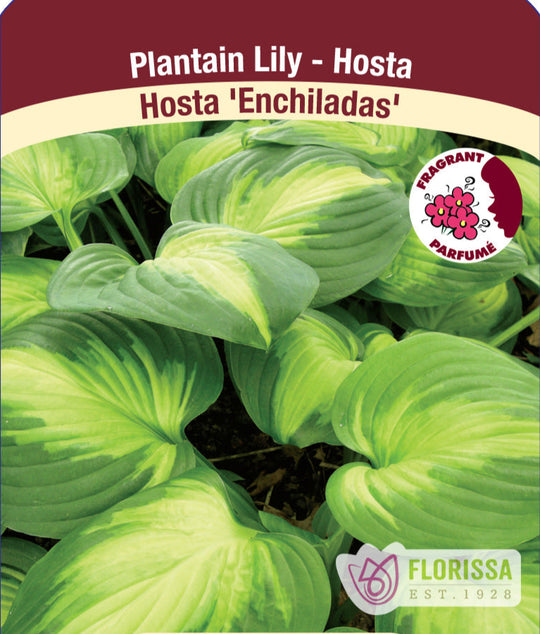 Hosta - Enchiladas, 1 Pack