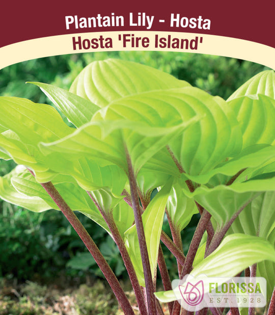 Hosta - Fire Island, 1 Pack