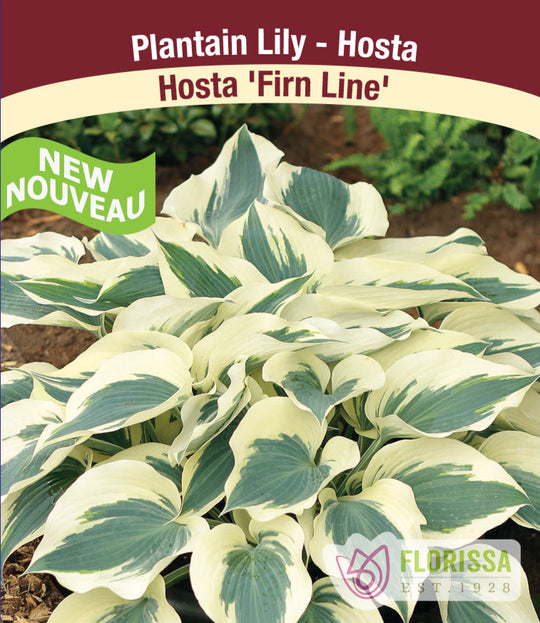 Hosta - Firn Line, 1 Pack