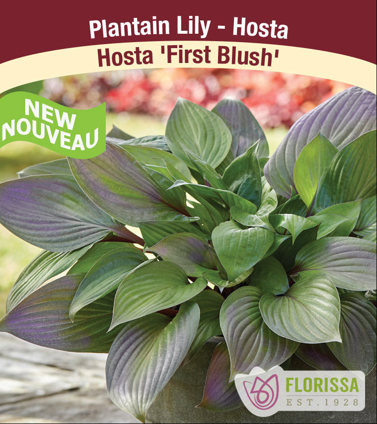 Hosta - First Blush, 1 Pack
