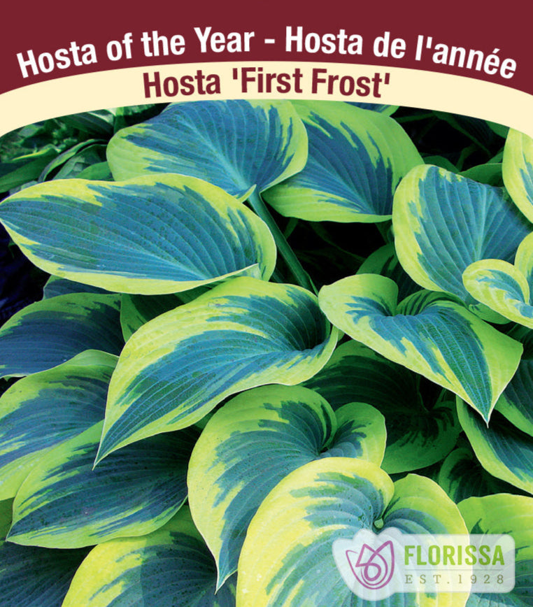 Hosta Plants | Largest Selection in Canada | Wildwood Express ...