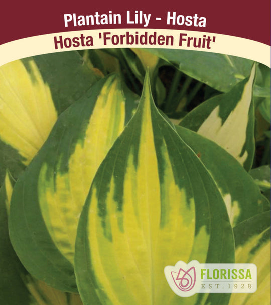 Hosta - Forbidden Fruit, 1 Pack