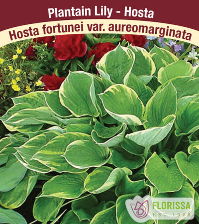 Hosta fortunei - Aureomarginata, 1 Pack