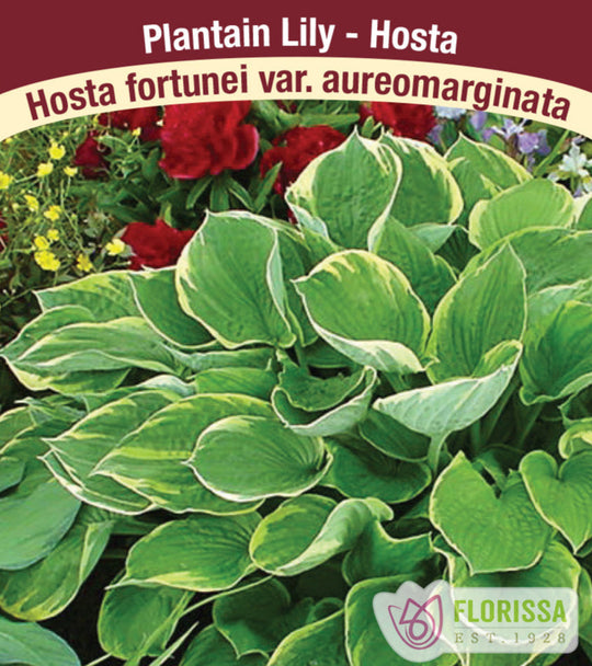 Hosta fortunei - Aureomarginata, 1 Pack