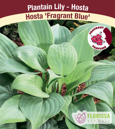 Hosta - Fragrant Blue, 1 Pack