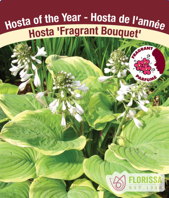 Hosta - Fragrant Bouquet, 1 Pack