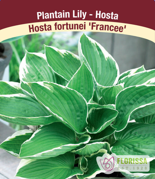 Hosta - Francee, 1 Pack