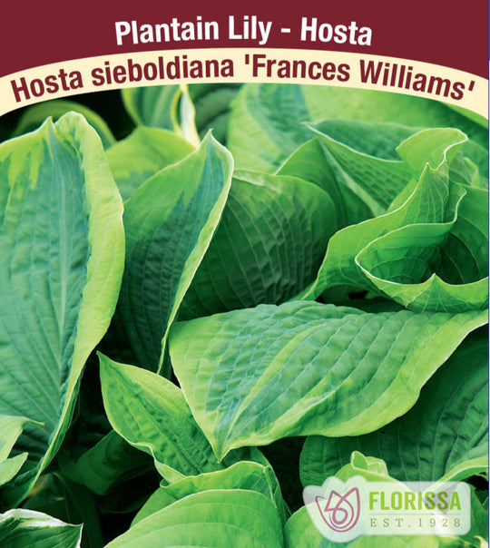 Hosta - Frances Williams, 1 Pack