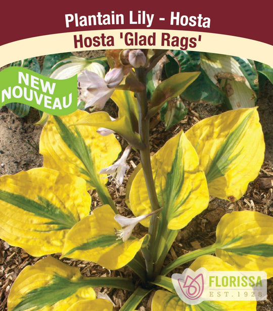 Hosta - Glad Rags, 1 Pack