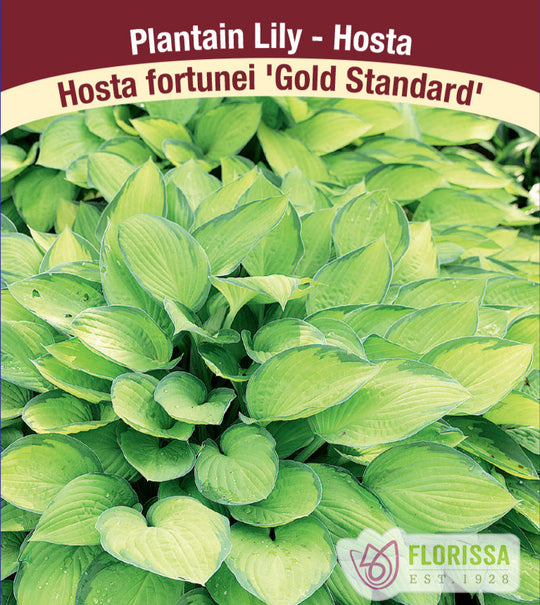 Hosta - Gold Standard, 1 Pack