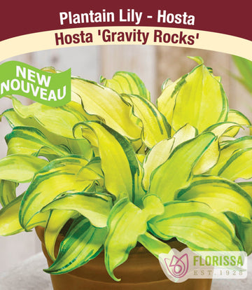 Hosta - Gravity Rocks, 1 Pack