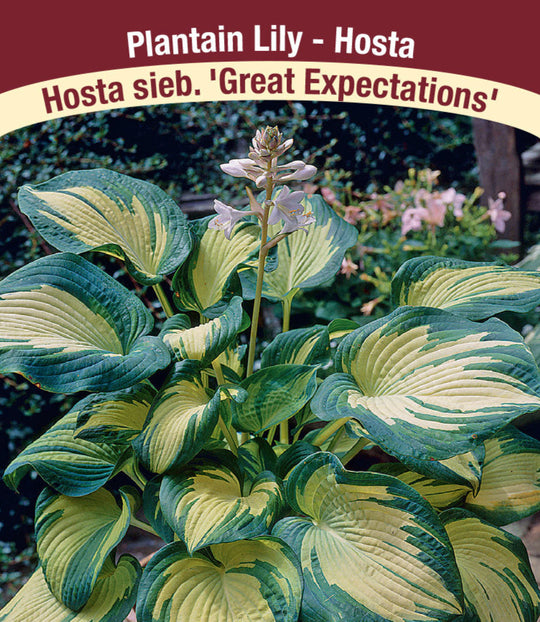 Hosta - Great Expectations, 1 Pack