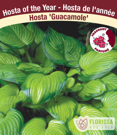 Hosta - Guacamole, 1 Pack