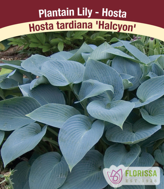 Hosta - Halcyon, 1 Pack