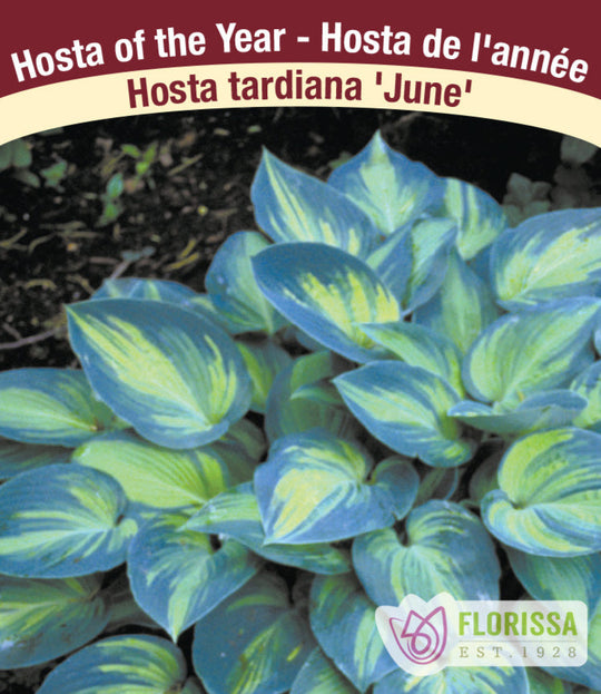 Hosta - June, 1 Pack