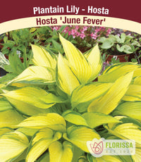 Hosta - June Fever, 1 Pack