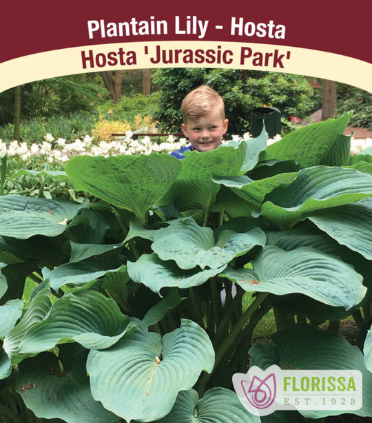 Hosta - Jurassic Park, 1 Pack