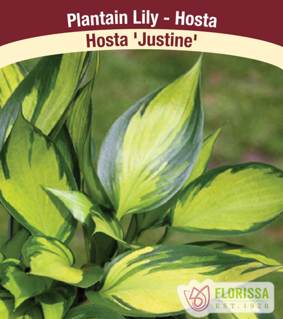Hosta - Justine, 1 Pack