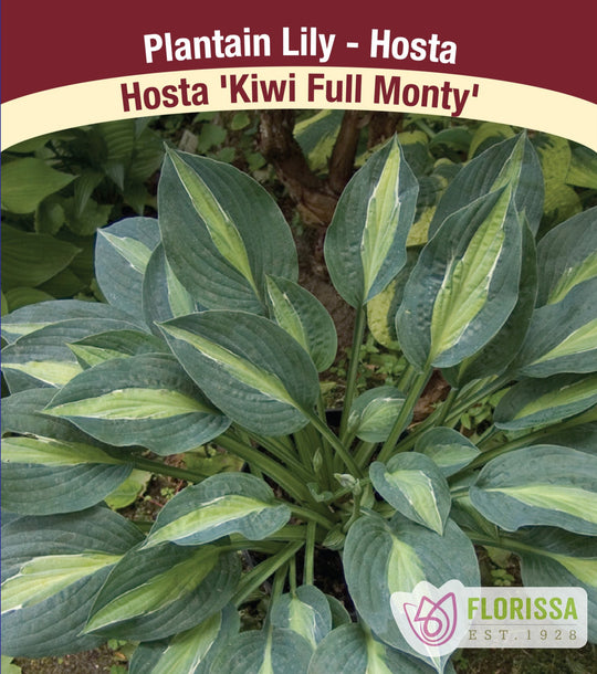 Hosta - Kiwi Full Monty, 1 Pack