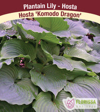 Hosta - Komodo Dragon, 1 Pack