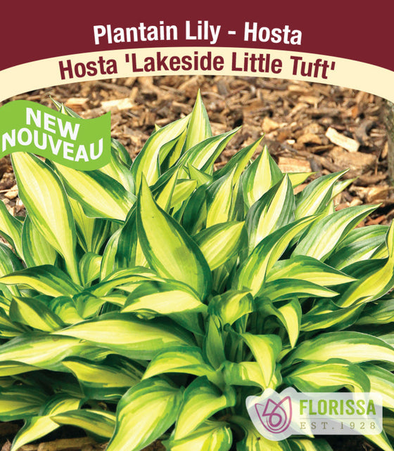 Hosta - Lakeside Little Tuft, 1 Pack
