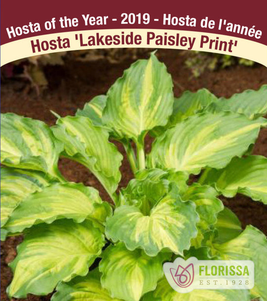 Hosta - Lakeside Paisley Print, 1 Pack