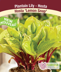 Hosta - Lemon Snap, 1 Pack