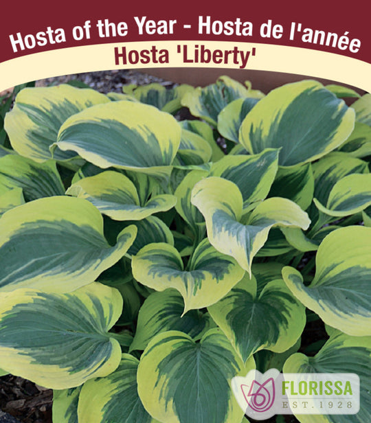 Hosta - Liberty 1 Pack