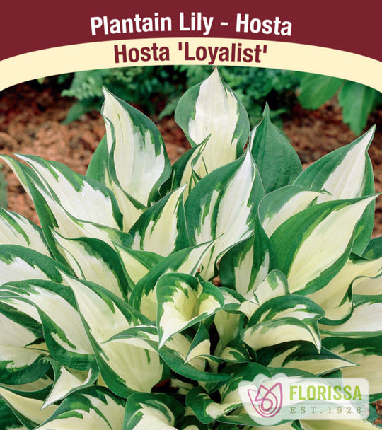 Hosta - Loyalist, 1 Pack