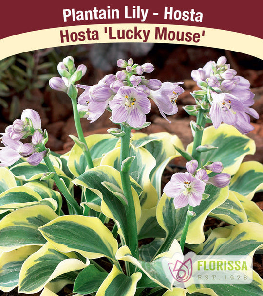 Hosta - Lucky Mouse, 1 Pack