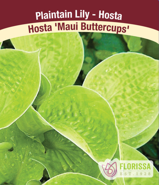 Hosta - Maui Buttercups, 1 Pack
