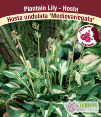 Hosta - Mediovariegata, 1 Pack