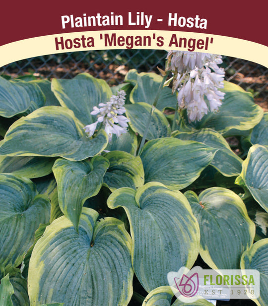 Hosta - Megan's Angel, 1 Pack