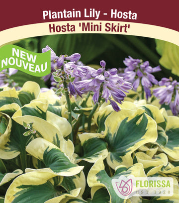 Hosta - Mini Skirt, 1 Pack