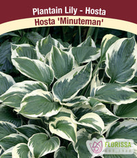 Hosta - Minuteman, 1 Pack